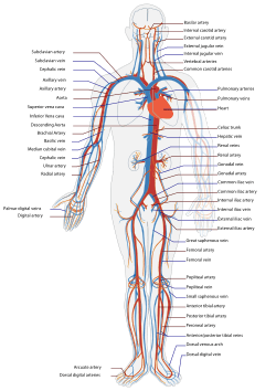 ورزش و سلامت قلب