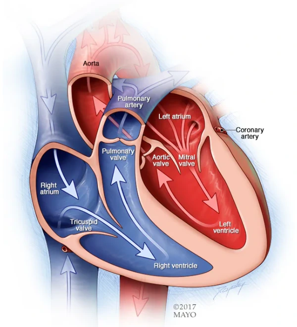 زندگی با دریچه آئورت مصنوعی