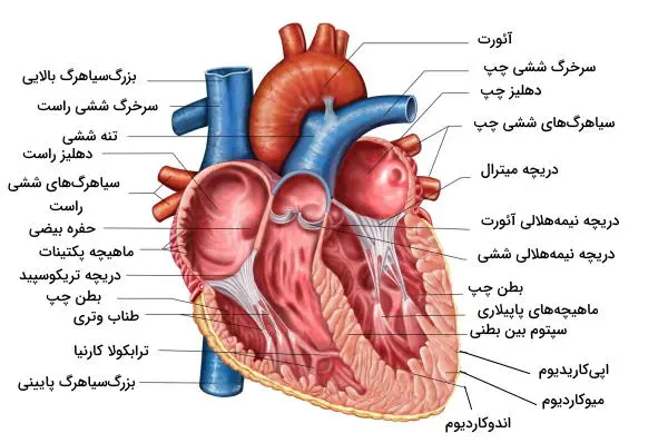 آناتومی قلب انسان